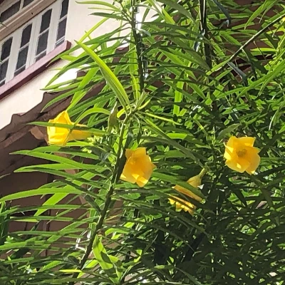 Landscaping Woods Yellow Kaner Marathi